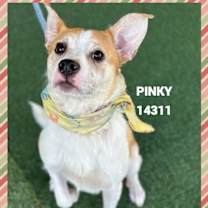 Thumbnail photo of PINKY #2