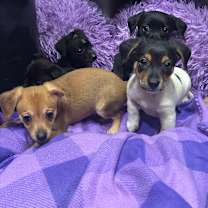 Thumbnail photo of Yoshi #3