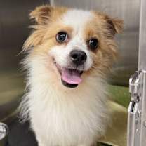 adopt-pet
