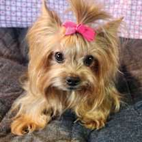 adopt-pet