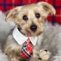 adopt-pet