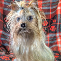 adopt-pet