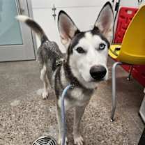 adopt-pet