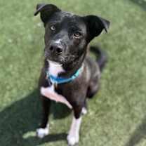 adopt-pet