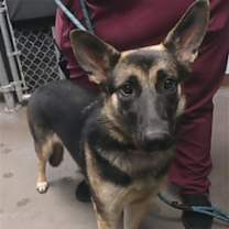 adopt-pet