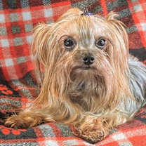 adopt-pet