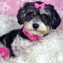 adopt-pet