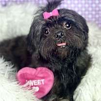 adopt-pet