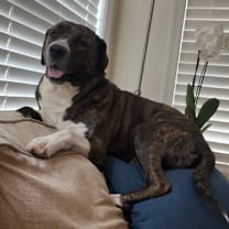 Thumbnail photo of Wesley aka Sebastian  #2