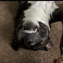 Thumbnail photo of Wesley aka Sebastian  #3