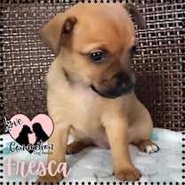 adopt-pet