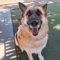 adopt-pet