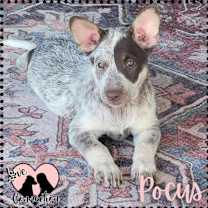 adopt-pet