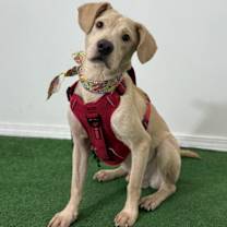 Thumbnail photo of Ollie #4