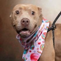 Thumbnail photo of Angel #3