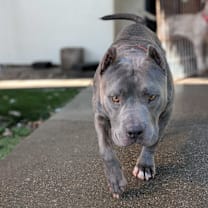 Thumbnail photo of Butternut #4