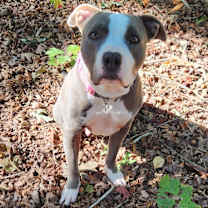 Thumbnail photo of Gigi BULLY #2