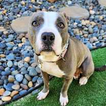 Thumbnail photo of Gigi BULLY #3