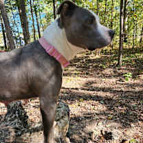 Thumbnail photo of Gigi BULLY #4