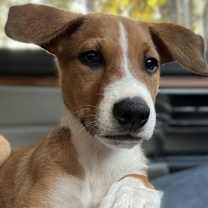 adopt-pet