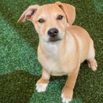 adopt-pet