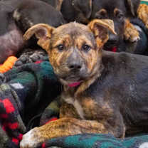 adopt-pet