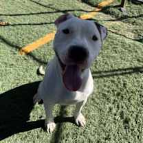 adopt-pet