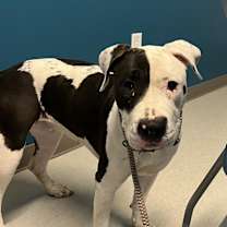 adopt-pet