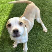 adopt-pet