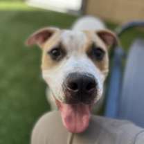 adopt-pet