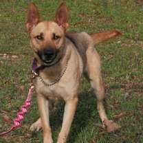 Thumbnail photo of Blondie #1