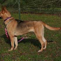 Thumbnail photo of Blondie #3