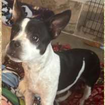 adopt-pet