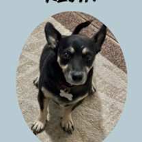 adopt-pet