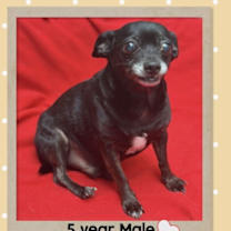 adopt-pet