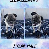 adopt-pet