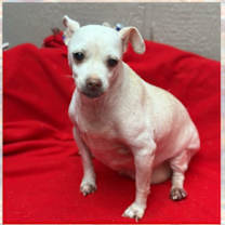 adopt-pet