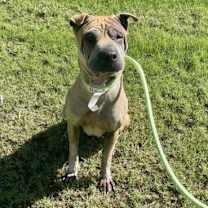 adopt-pet