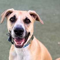 adopt-pet