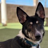 adopt-pet
