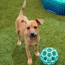 adopt-pet