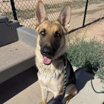 adopt-pet