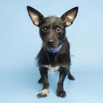 adopt-pet