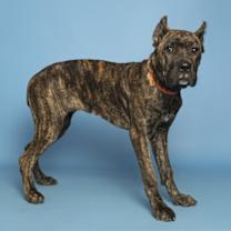 adopt-pet