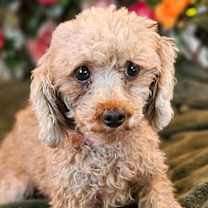 adopt-pet