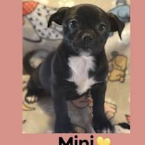adopt-pet