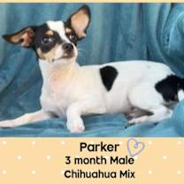 adopt-pet