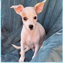 adopt-pet