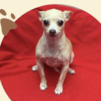 adopt-pet