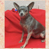 adopt-pet